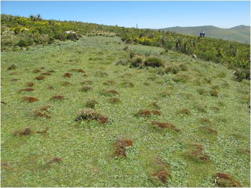 high altitude swamp: overgrazed (South Wollo)